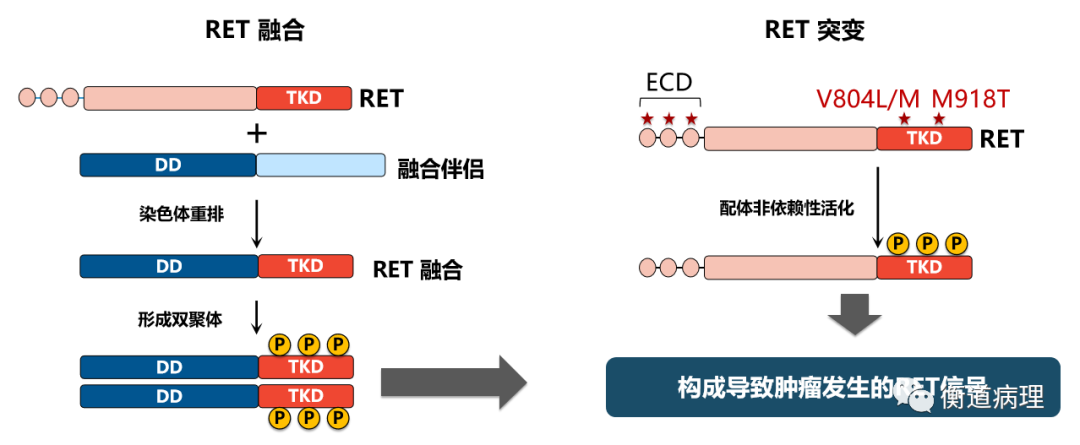重排和融合的区别 重排和融合的区别是什么 